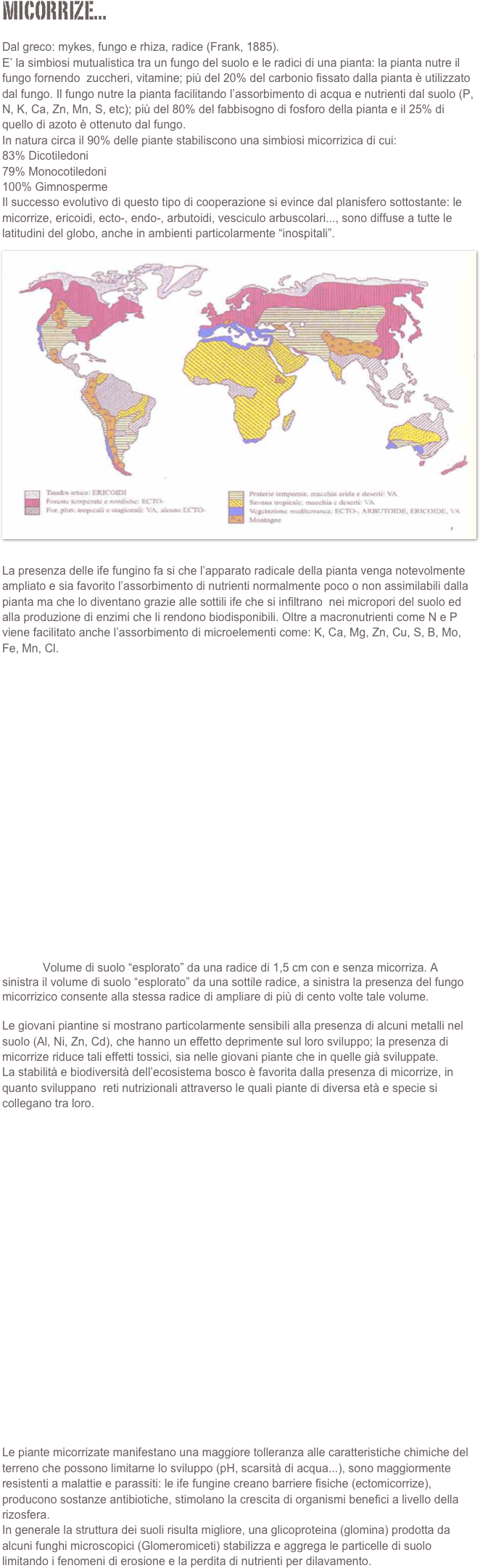 Micorrize...

Dal greco: mykes, fungo e rhiza, radice (Frank, 1885).E’ la simbiosi mutualistica tra un fungo del suolo e le radici di una pianta: la pianta nutre il fungo fornendo  zuccheri, vitamine; più del 20% del carbonio fissato dalla pianta è utilizzato dal fungo. Il fungo nutre la pianta facilitando l’assorbimento di acqua e nutrienti dal suolo (P, N, K, Ca, Zn, Mn, S, etc); più del 80% del fabbisogno di fosforo della pianta e il 25% di quello di azoto è ottenuto dal fungo.
In natura circa il 90% delle piante stabiliscono una simbiosi micorrizica di cui:83% Dicotiledoni79% Monocotiledoni100% Gimnosperme
Il successo evolutivo di questo tipo di cooperazione si evince dal planisfero sottostante: le micorrize, ericoidi, ecto-, endo-, arbutoidi, vesciculo arbuscolari..., sono diffuse a tutte le latitudini del globo, anche in ambienti particolarmente “inospitali”.
￼
La presenza delle ife fungino fa si che l’apparato radicale della pianta venga notevolmente ampliato e sia favorito l’assorbimento di nutrienti normalmente poco o non assimilabili dalla pianta ma che lo diventano grazie alle sottili ife che si infiltrano  nei micropori del suolo ed alla produzione di enzimi che li rendono biodisponibili. Oltre a macronutrienti come N e P viene facilitato anche l’assorbimento di microelementi come: K, Ca, Mg, Zn, Cu, S, B, Mo, Fe, Mn, Cl.




















                Volume di suolo “esplorato” da una radice di 1,5 cm con e senza micorriza. A sinistra il volume di suolo “esplorato” da una sottile radice, a sinistra la presenza del fungo micorrizico consente alla stessa radice di ampliare di più di cento volte tale volume.

Le giovani piantine si mostrano particolarmente sensibili alla presenza di alcuni metalli nel suolo (Al, Ni, Zn, Cd), che hanno un effetto deprimente sul loro sviluppo; la presenza di micorrize riduce tali effetti tossici, sia nelle giovani piante che in quelle già sviluppate.La stabilità e biodiversità dell’ecosistema bosco è favorita dalla presenza di micorrize, in quanto sviluppano  reti nutrizionali attraverso le quali piante di diversa età e specie si collegano tra loro.




















Le piante micorrizate manifestano una maggiore tolleranza alle caratteristiche chimiche del terreno che possono limitarne lo sviluppo (pH, scarsità di acqua...), sono maggiormente resistenti a malattie e parassiti: le ife fungine creano barriere fisiche (ectomicorrize), producono sostanze antibiotiche, stimolano la crescita di organismi benefici a livello della rizosfera.
In generale la struttura dei suoli risulta migliore, una glicoproteina (glomina) prodotta da alcuni funghi microscopici (Glomeromiceti) stabilizza e aggrega le particelle di suolo limitando i fenomeni di erosione e la perdita di nutrienti per dilavamento.
